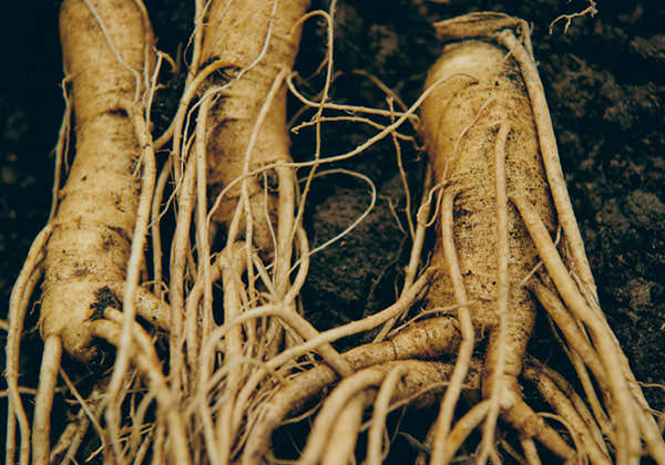 オタネニンジン