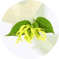 イランイラン油