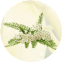 セイヨウノコギリソウ花水