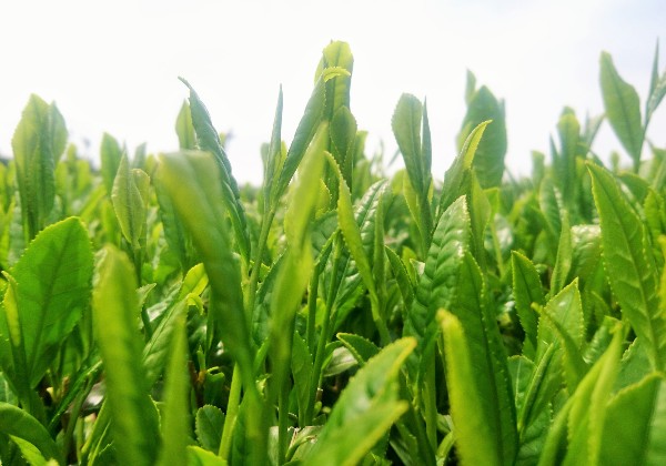 京都で育てられた高級茶葉