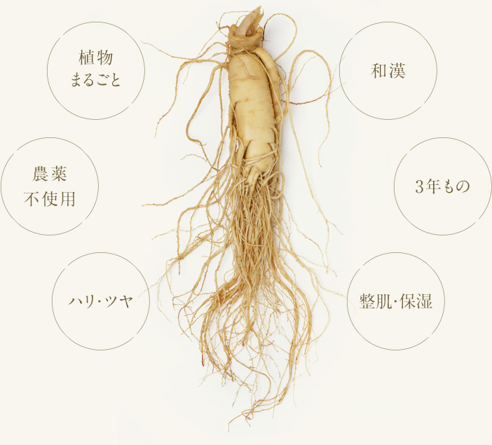 オタネニンジンの魅力