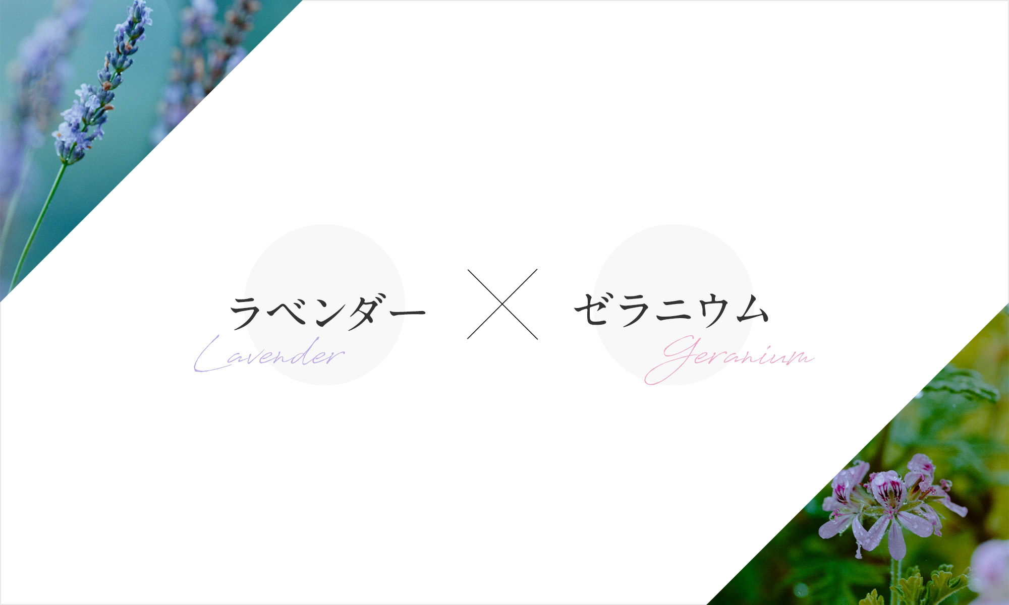 ラベンダー×ゼラニウム