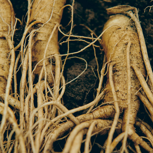 オタネニンジン