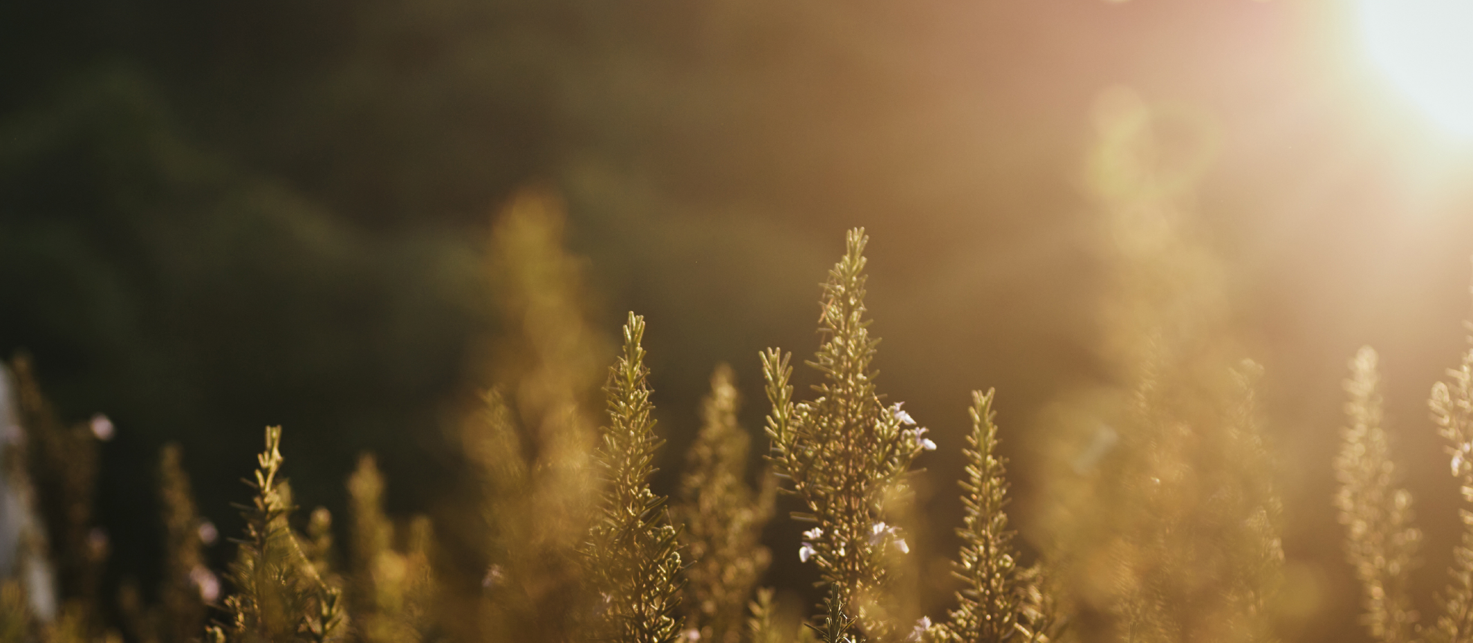 ブランドコンセプト