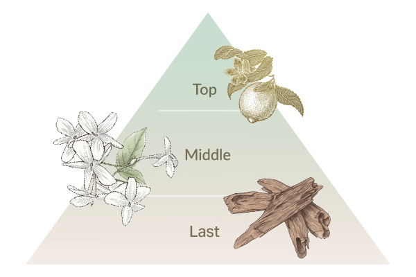 Top,Middle,Last