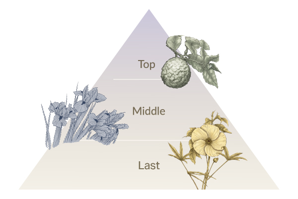 Top,Middle,Last