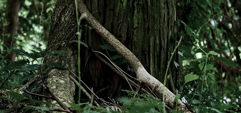 NEMOHAMO について